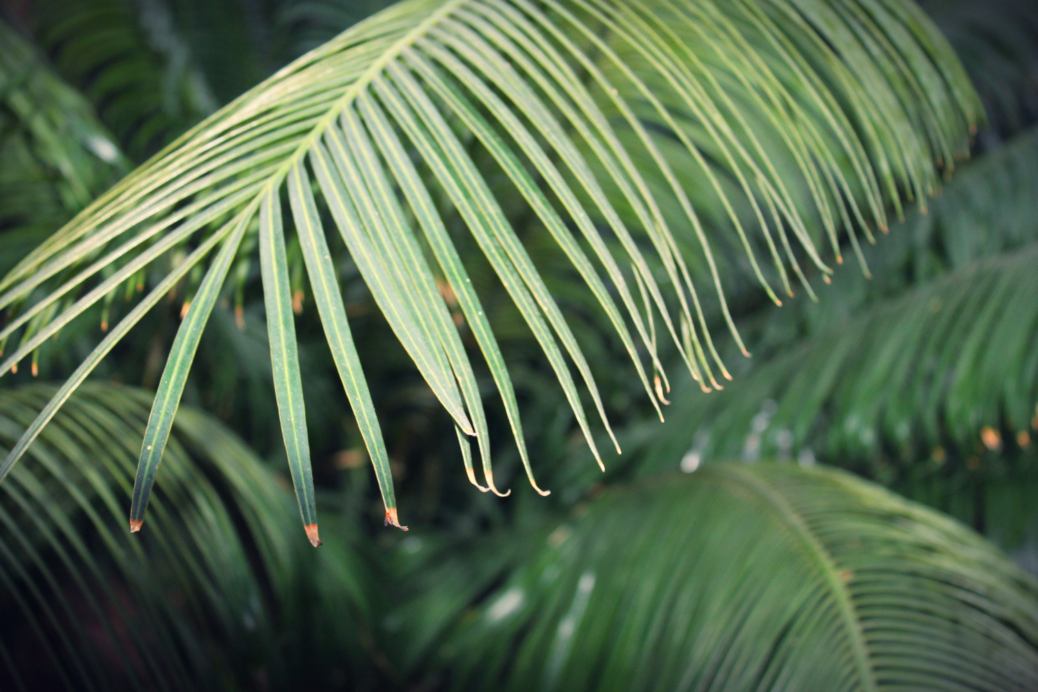 feuille arbre tropical