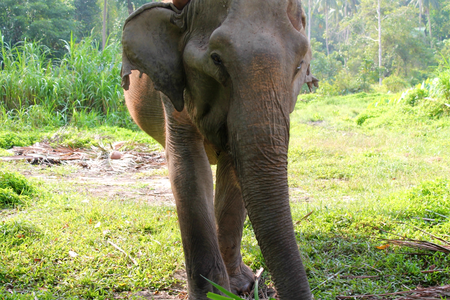 elephant jungle thai