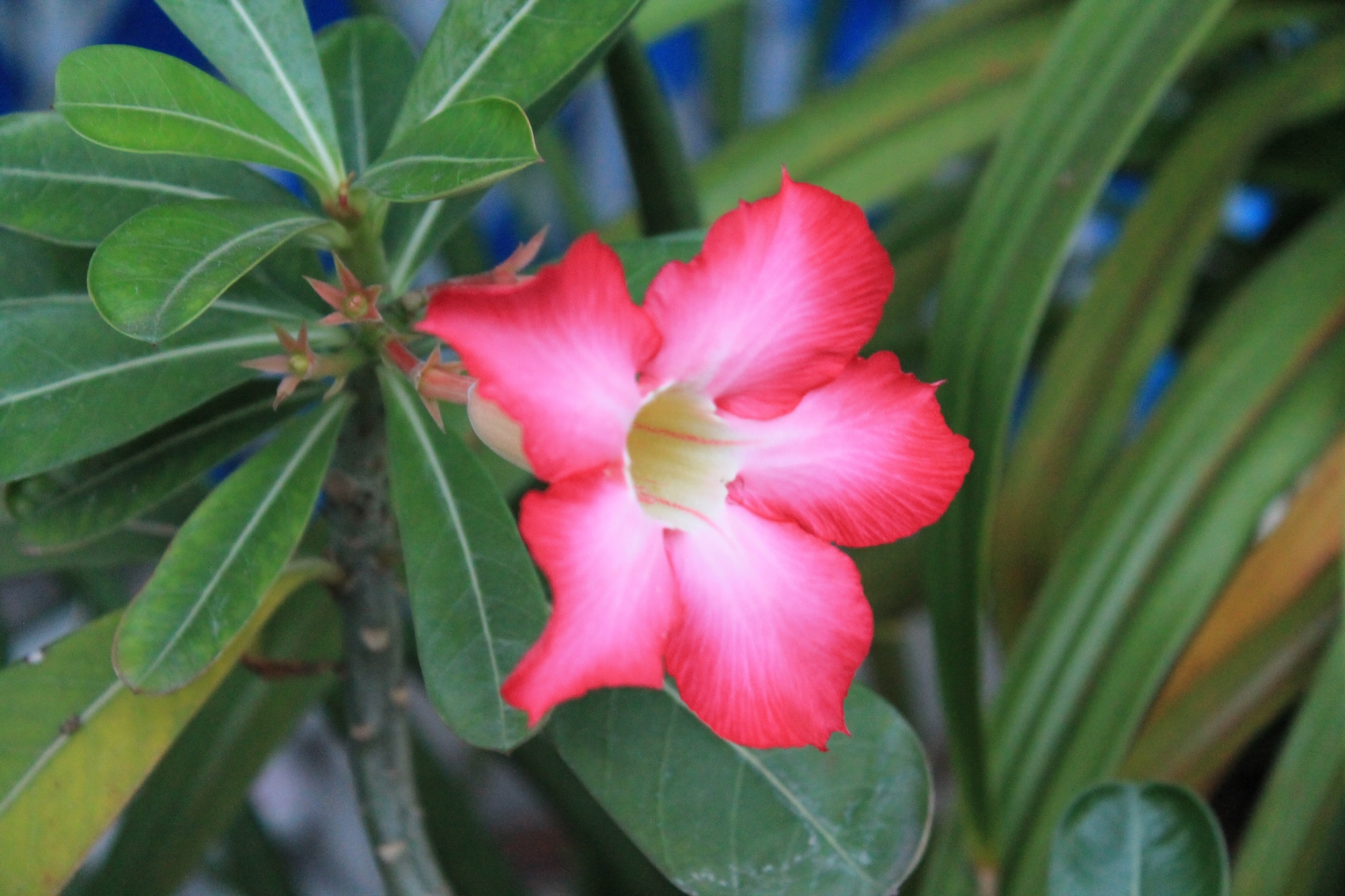tropicale flower thailand